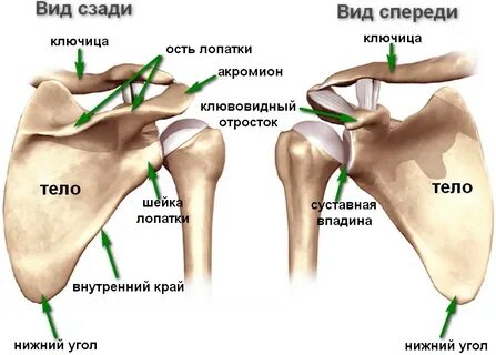 Болят суставы ключицы