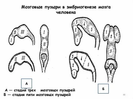 Почки зубы