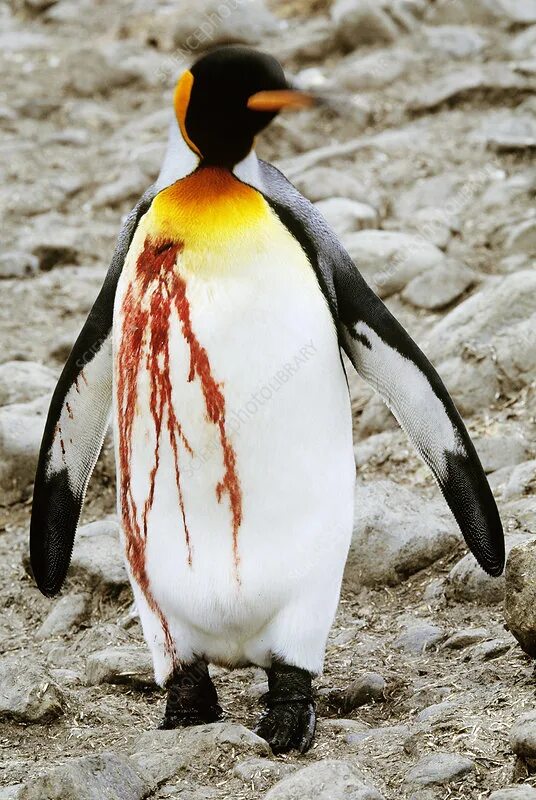 Как выглядят ноги пингвина Emperor Penguin at emaze Presentation