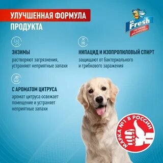 Эксперт для собак