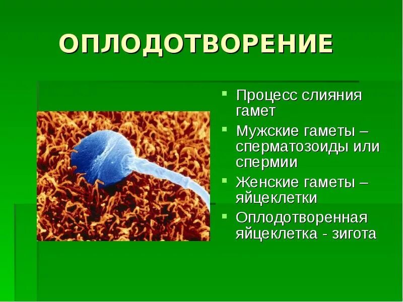 Голосеменные растения слияние ядер спермия и яйцеклетки