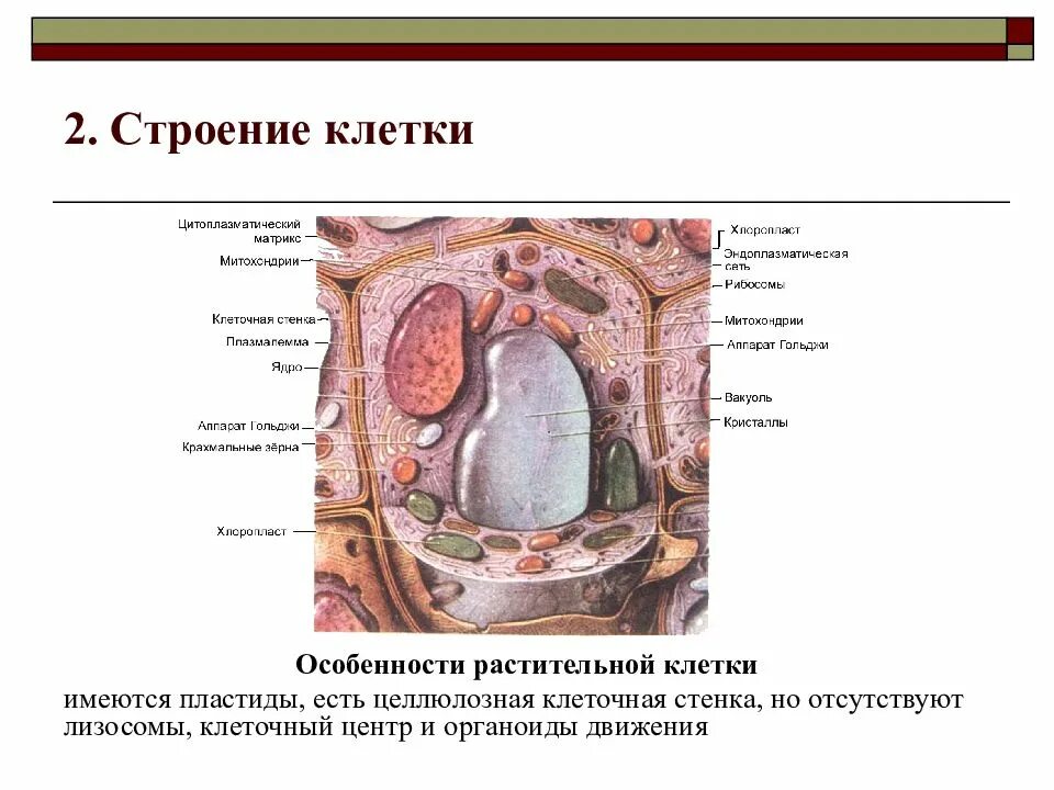 Из чего состоит стенка клетки. Целлюлозная клеточная стенка растительной клетки. Матрикс строение клетки. Функции клеточной стенки растений. Клеточной целлюлозной стенк.