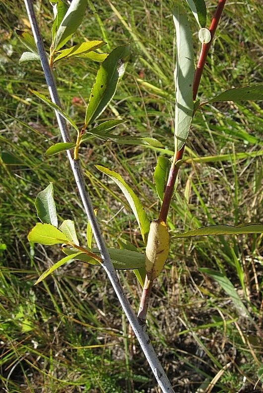 Ива остролистная Верба. Ива росистая Salix rorida. Верба лавролистная. Верба остролистная.