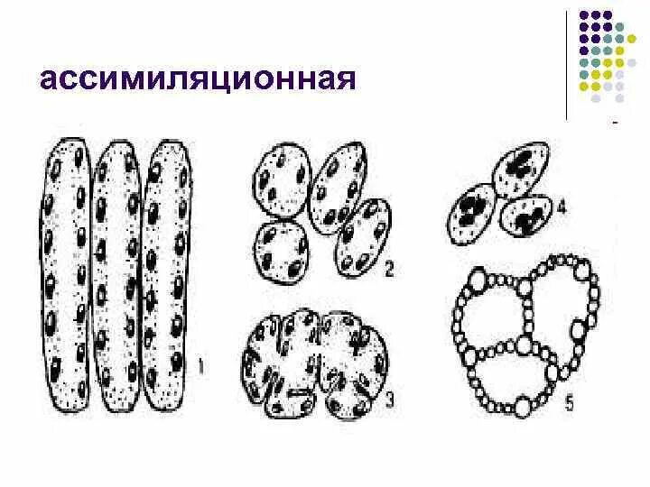 Ассимиляционная ткань растений выполняет функцию. Ассимиляционная ткань растений. ассимиляционная ткань растений функции. клетки ассимиляционной ткани. ассимиляционная ткань строение.