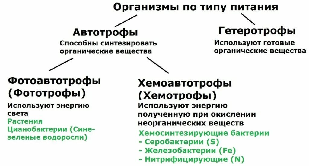 Какие организмы являются гетеротрофами. Тип питания фотоавтотрофы. гетеротрофы и автотрофы биология 6 класс. автотрофные и гетеротрофные организмы. автотрофный тип и гетеротрофный тип.