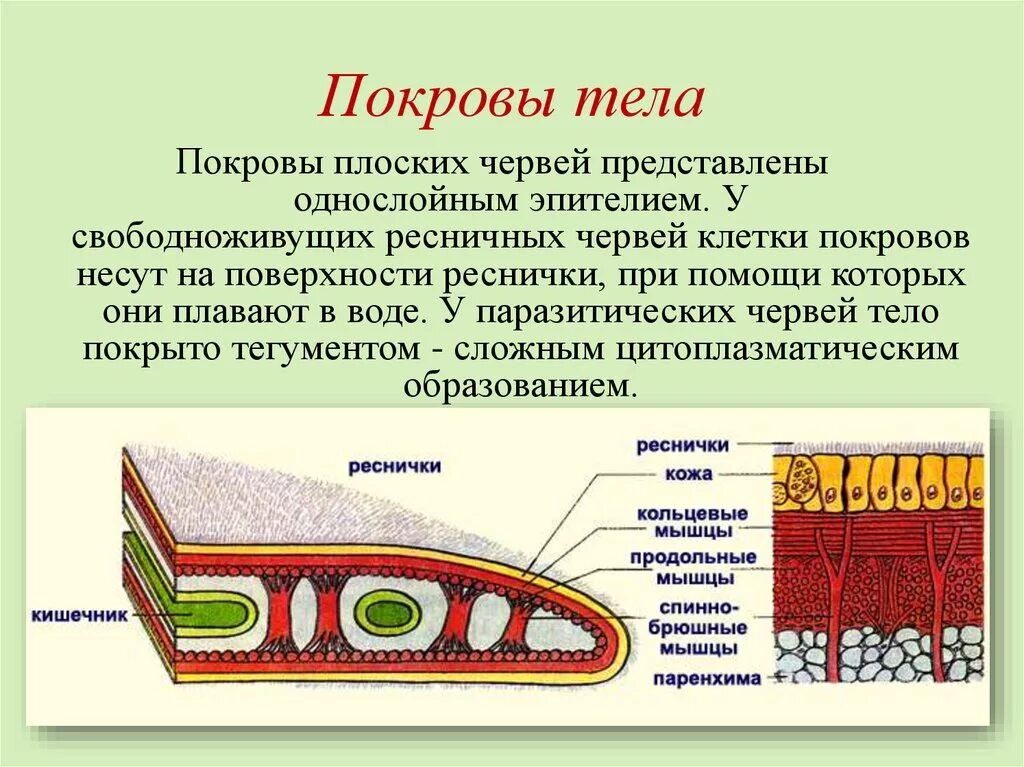 Слизистые покровы или гладкая поверхность мелкие. Ресничные черви эпителий. Покровы тела плоских червей 7 класс. Строение Покрова тела круглых червей. Покровы тела кольчатых червей 7 класс.