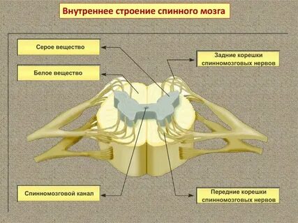 Серое вещество головного и спинного