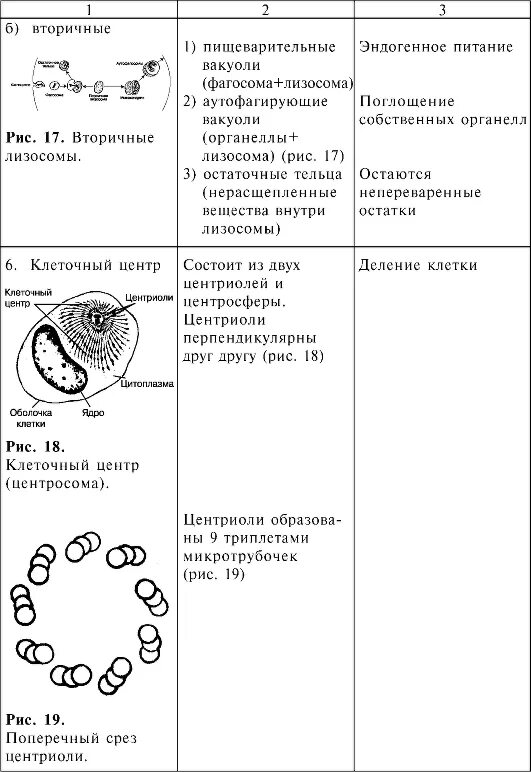 Эукариотическая клетка таблица строение и функции. Часть клетки органоид строение функции таблица. Строение и функции эукариотической клетки таблица. Строение и функционирование эукариотической клетки таблица. Таблицу органоиды эукариотической клетки