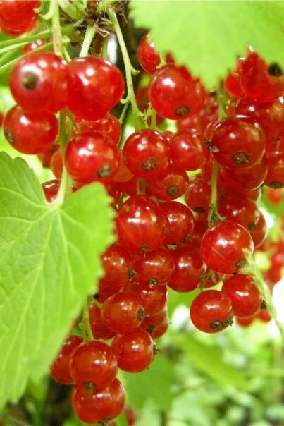 Смородина (ribes). Смородина ульяновск. Смородина черная пигмей. Смородина ульяновск. Смородина ульяновск.