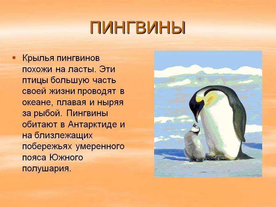 Рассказ про пингвина 1 класс. Интересные факты о пингвинах. Описание пингвина. Интересные факты о пингвинах для детей. Пингвин для детей.