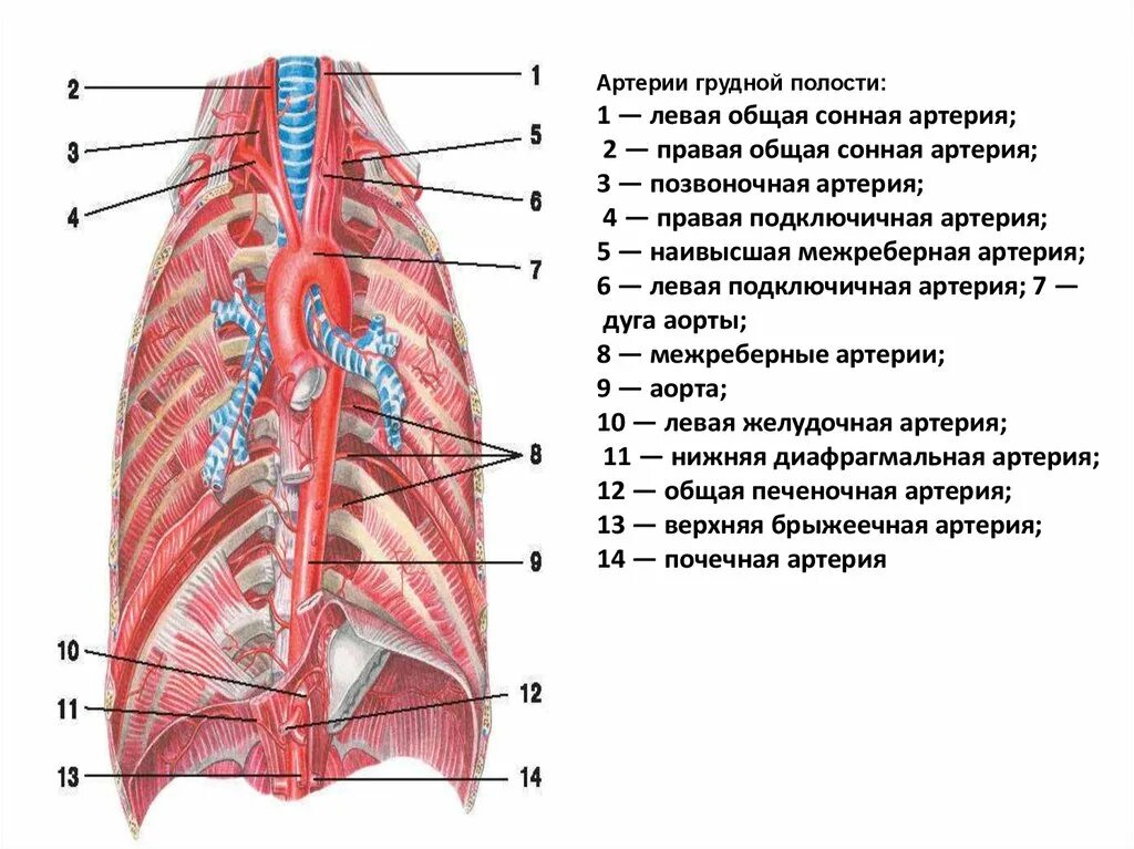 Внутренняя грудная артерия анатомия. Артерии грудной аорты. Артерии грудной полости анатомия схема. Схема кровоснабжения грудной клетки.