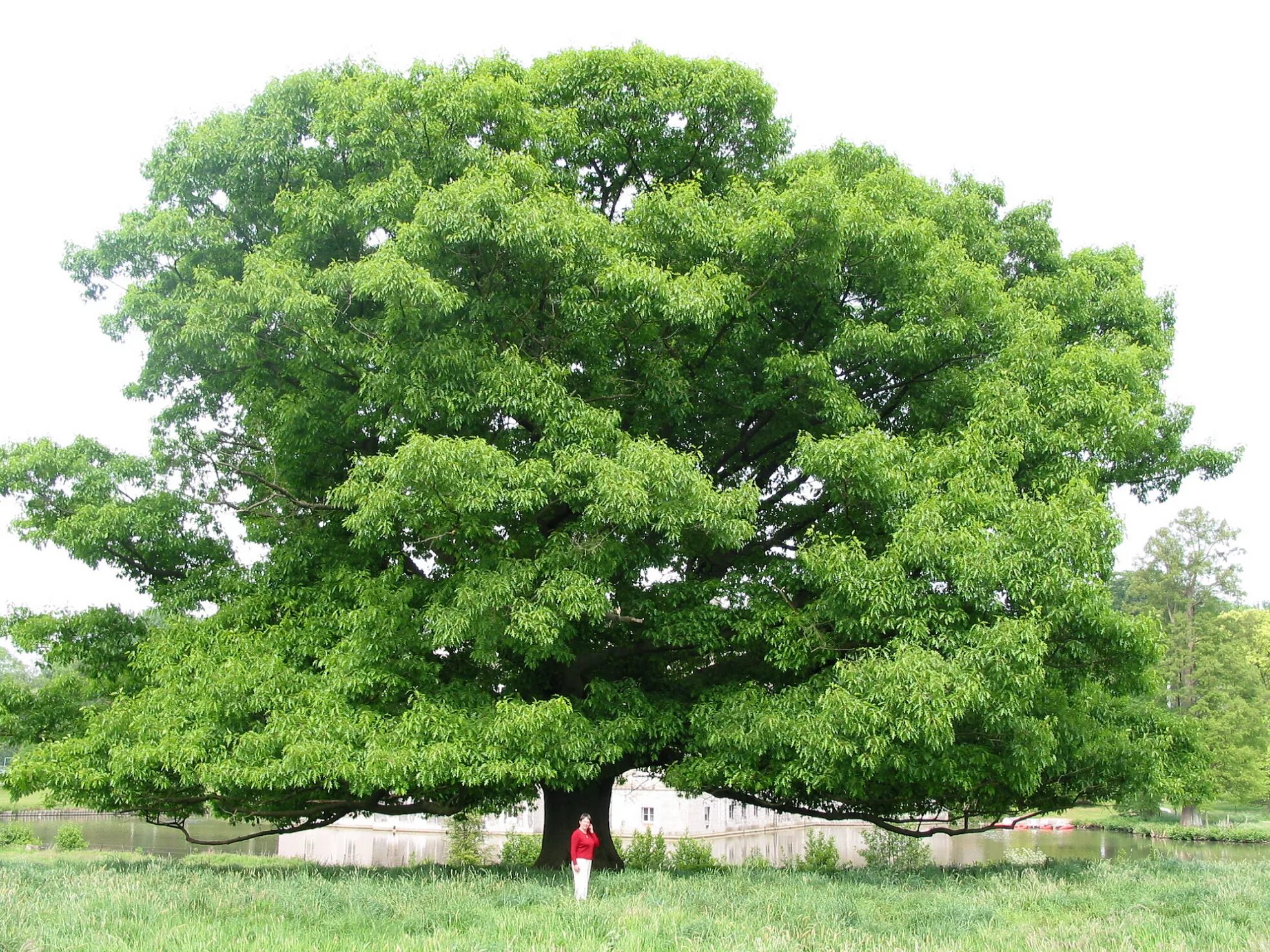 Quercus rubra (дуб красный) 'Aurea'. Картас Южный дерево. Дуб араксинский Quercus ARAXINA. Дуб черешчатый.
