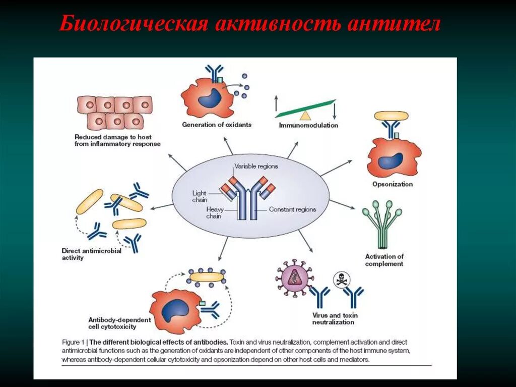 Аллерген рекомбинантный. Рекомбинантные моноклональные антитела. Получение рекомбинантных антител. Схема работы антител. Технология рекомбинантные антитела.