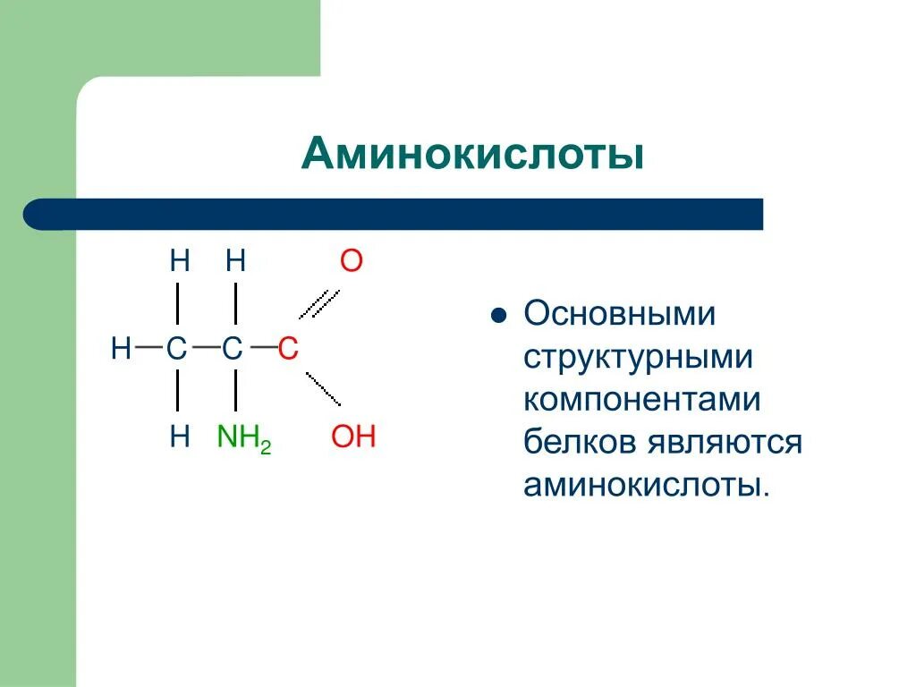 К белковым аминокислотам относится