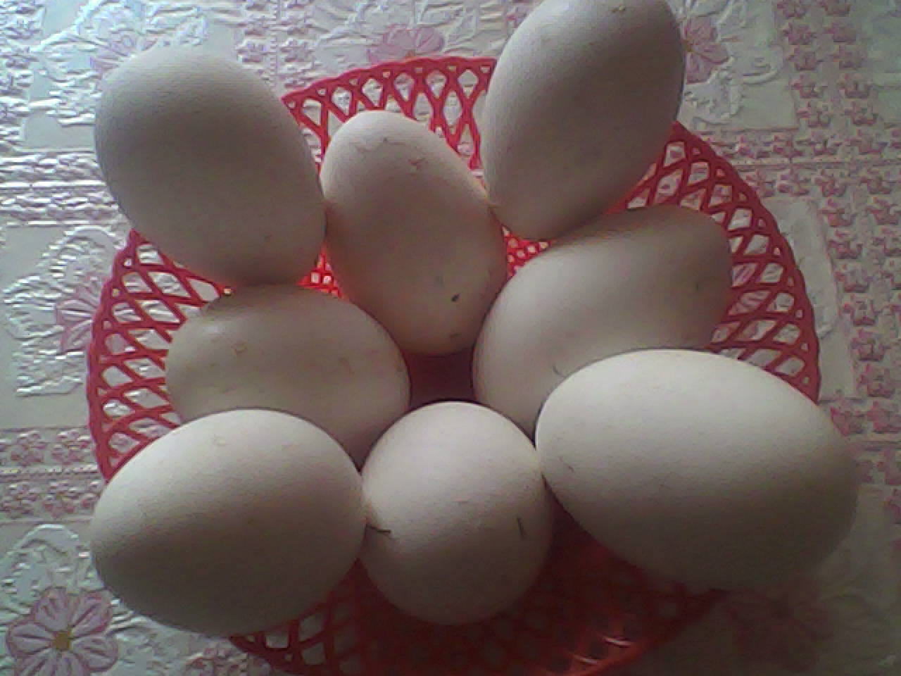 Яйцо инкубационное индюшиное. Индюшиные яйца. Яйцо гусиное инкубационное. Гусиное и куриное яйцо.