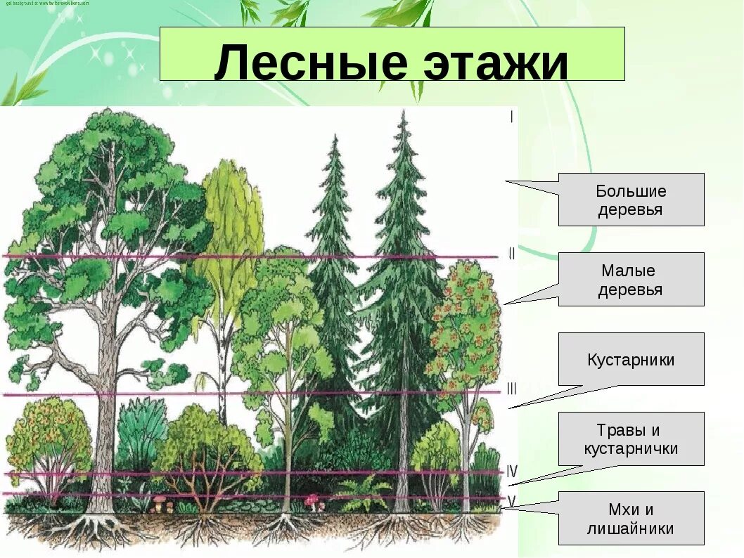 Ярусы леса ярусы леса. Этажи ярусы леса. Ярусность широколиственного леса. Ярусность тайги. Растения 4 яруса леса