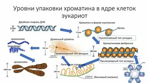 Химический состав и ультраструктура хроматина