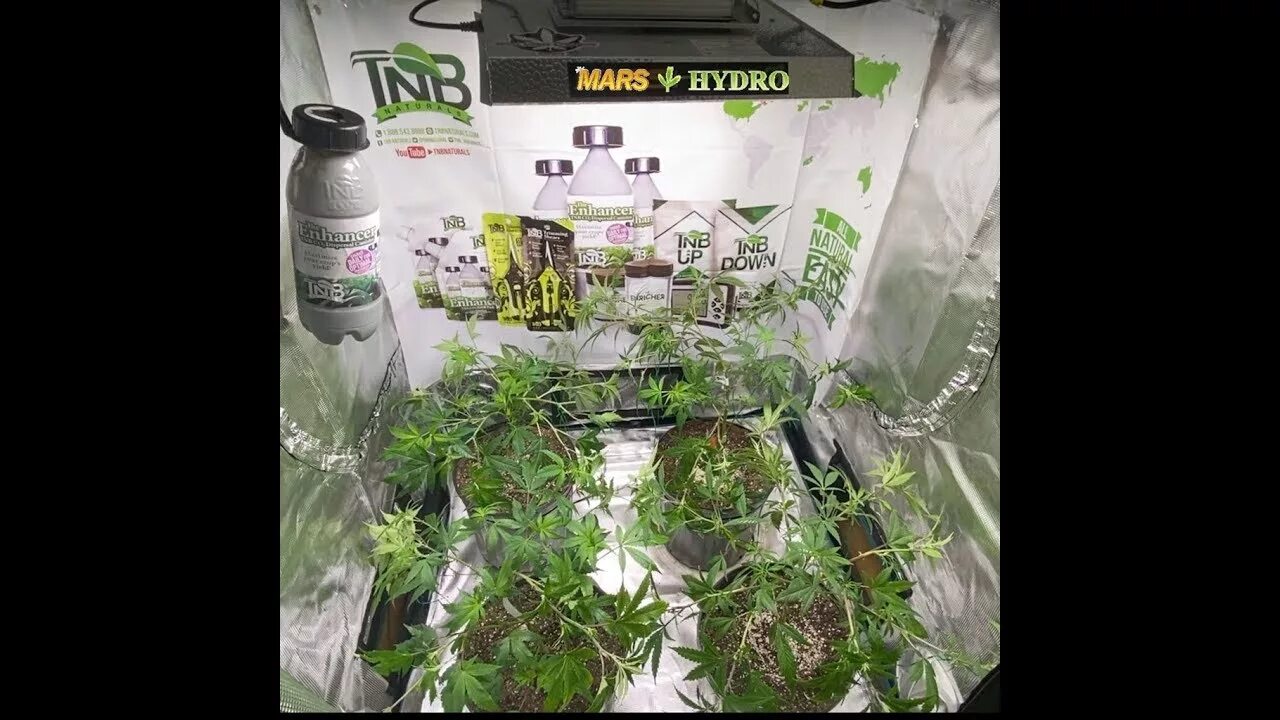 Mars hydro 1000. Марс гидро тс 1000. lst = [1000]. mars hydro 1000 новая версия. hydro stones растениям.