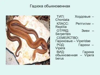 Гадюка группа животных