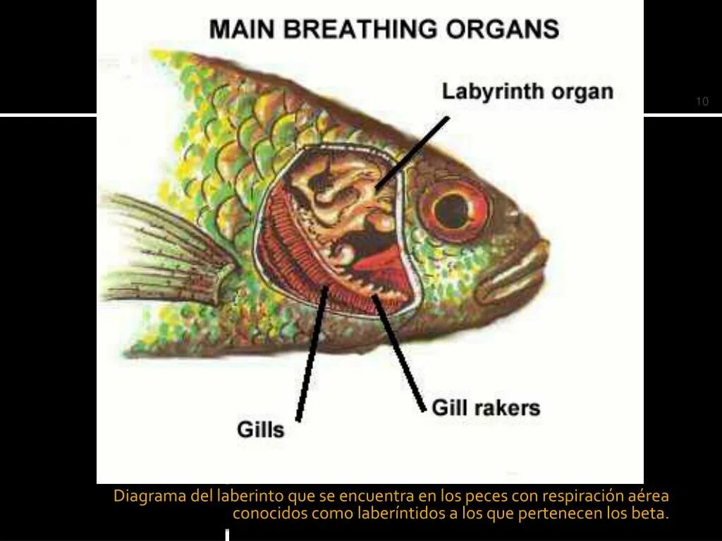 Ухо класс рыбы. Лабиринтовый орган у рыб. Орган Лабиринт у рыб. Лабиринтовые рыбы строение. Лабиринтовая полость у рыб.