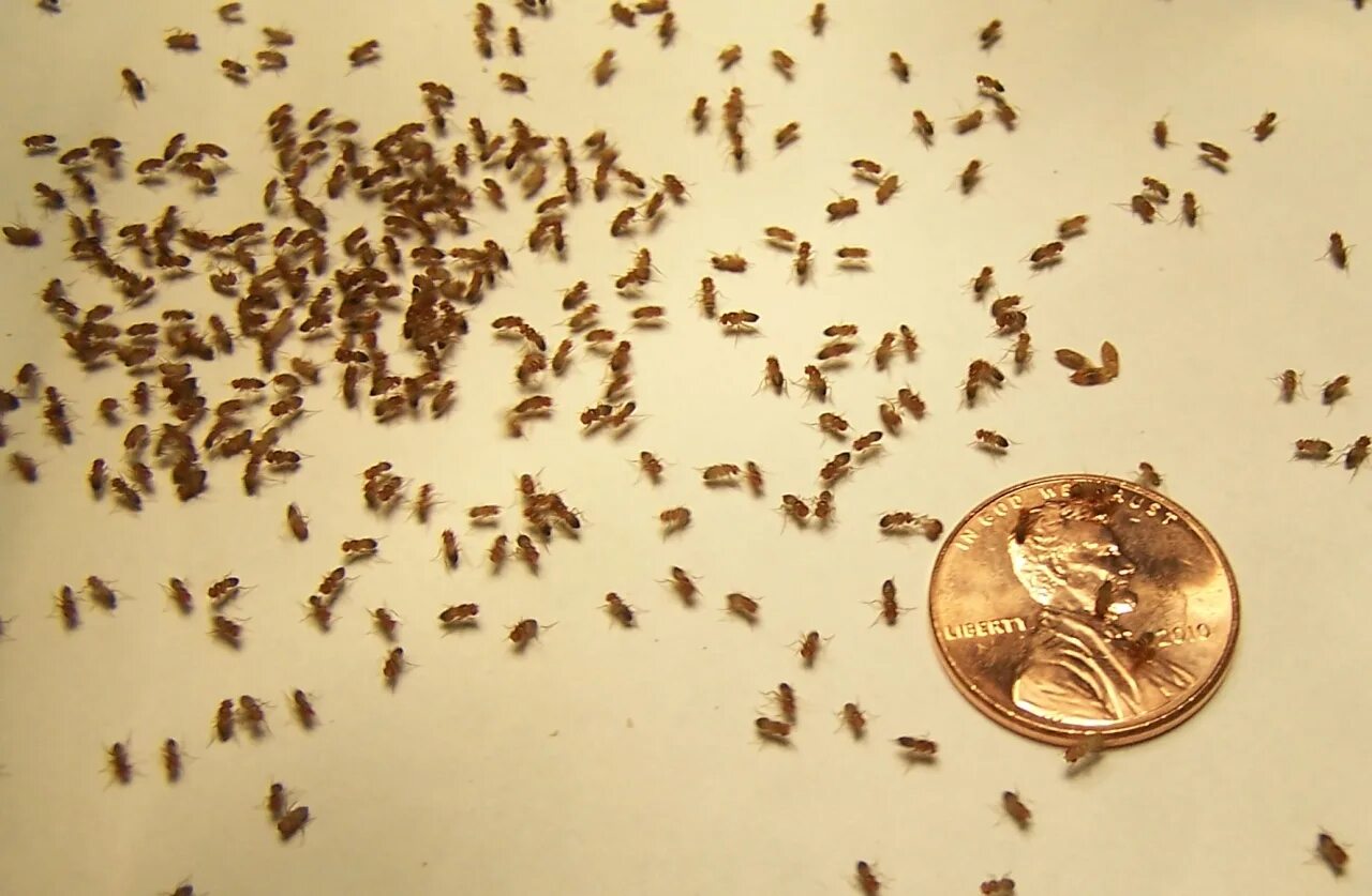 Мелкая черная мушка в квартире. Мошки дрозофилы в квартире. Мелкие мошки в квартире. Насекомые на подоконнике. Мошки бетилиды личинки.