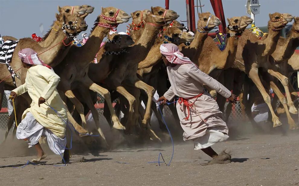 Верблюд танец. Танцующие верблюды. Верблюжьи бега в аджмане. Верблюд в пустыне. Танцующие верблюды.
