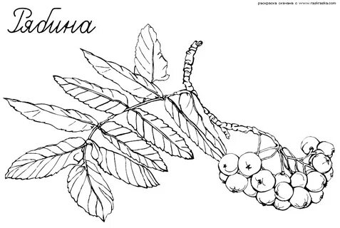 Плод рябины рисунок