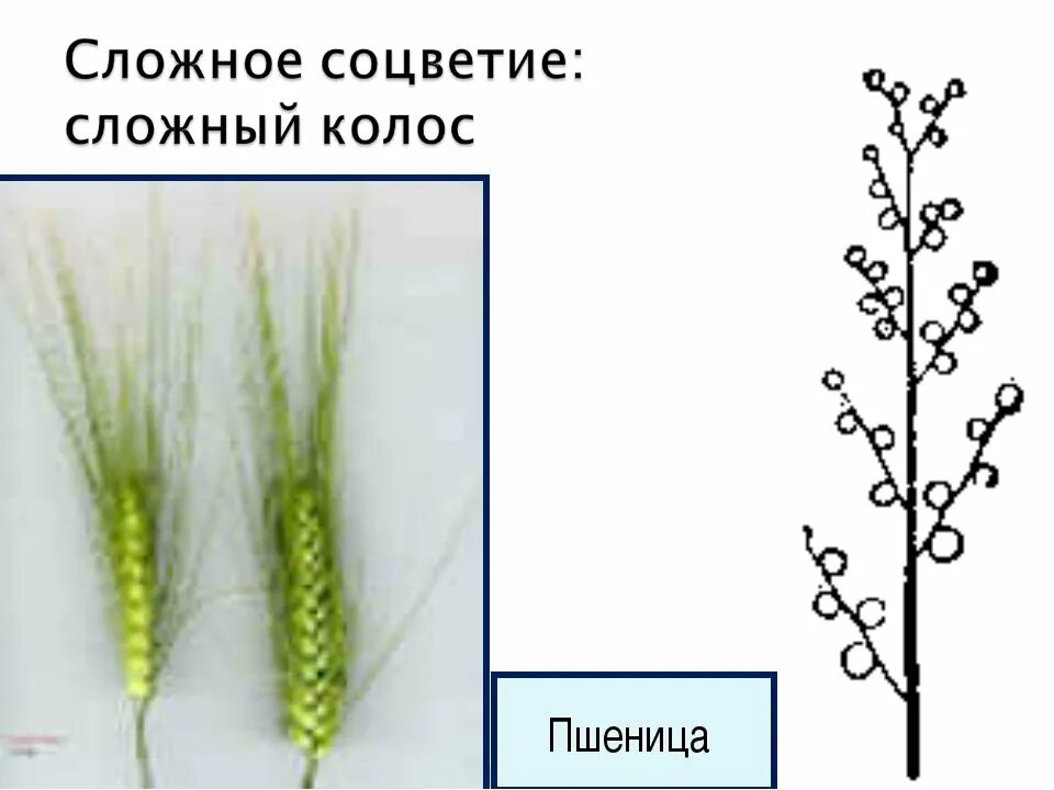Тип соцветия у пшеницы. Соцветие пшеницы биология. пшеница сложный колос строение. схема соцветия пшеницы. строение соцветия сложный колос.