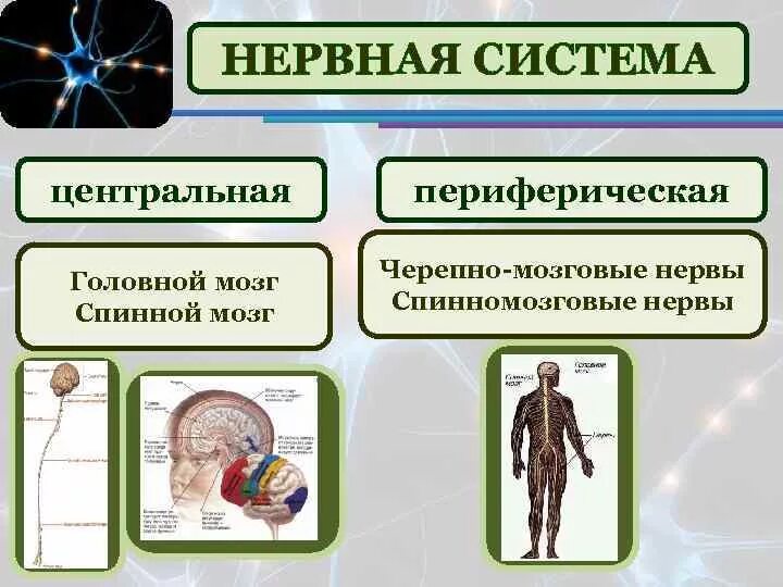 Нервная система Центральная и периферическая схема. Центральная система нервная и пепиферичная. Центральная нервная система и периферическая нервная. Периферическая и Центральная нервная система отличия. Центральная и периферическая нервная система функции