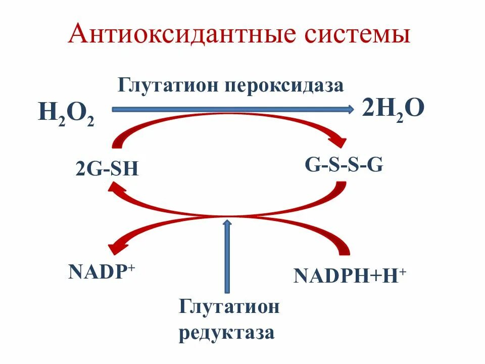 Антиоксидантная система организма биохимия. Антиоксидантная система защиты. Механизмы антиоксидантной защиты биохимия. Антиоксидантная система. Антиоксидантная система клетки.