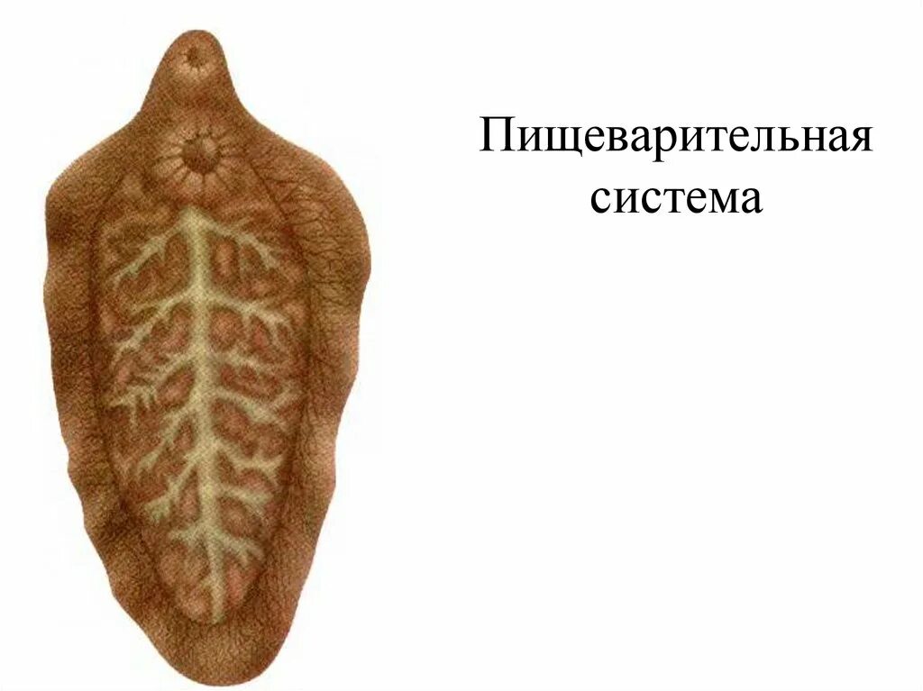 Сосальщики рисунок