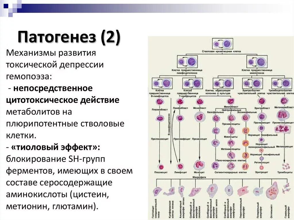 Клетки гемопоэза. Гемопоэз патогенез. Гемопоэз гистология. Схема гемопоэза.