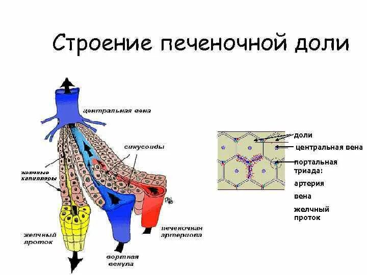 Триада печени. Строение триады печени. Строение печеночной доли. Портальная Триада печени. Структура печеночной доли.