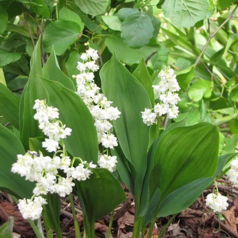 цветы типа ландышей. ландыш майский (convallaria majalis). ландыш майский rosea (розеа). ландыш майский 'розеа', розовый. ландыш майский пролификанс.