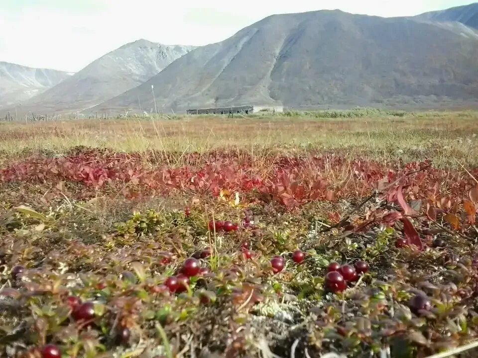 В 2017 году на чукотке. Чукотка тундра. Тайга Чукотка. Тундра Чукотка Анадырь. Тундра на Чукотке летом.