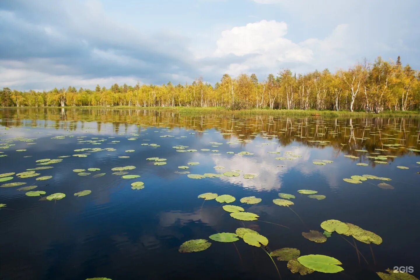 Водлозерский национальный парк. Озеро Водлозеро Водлозерский парк. Водлозерский парк Архангельск. Водлозерский национальный парк растения. Водлозерский парк сайт