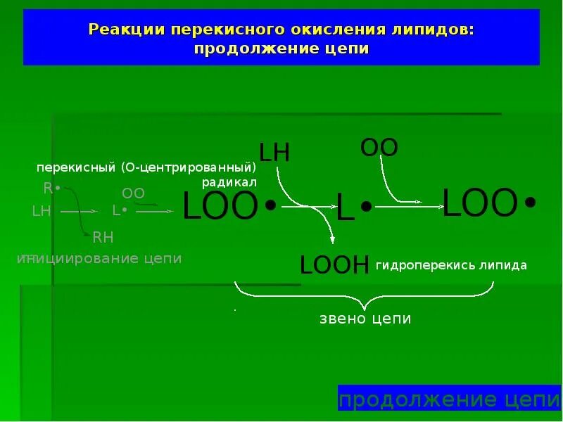 Пол липидов. Реакции перекисного окисления липидов. Окисление липидов реакция. Схема реакций перекисного окисления липидов. Перекисное окисление липидов схема.