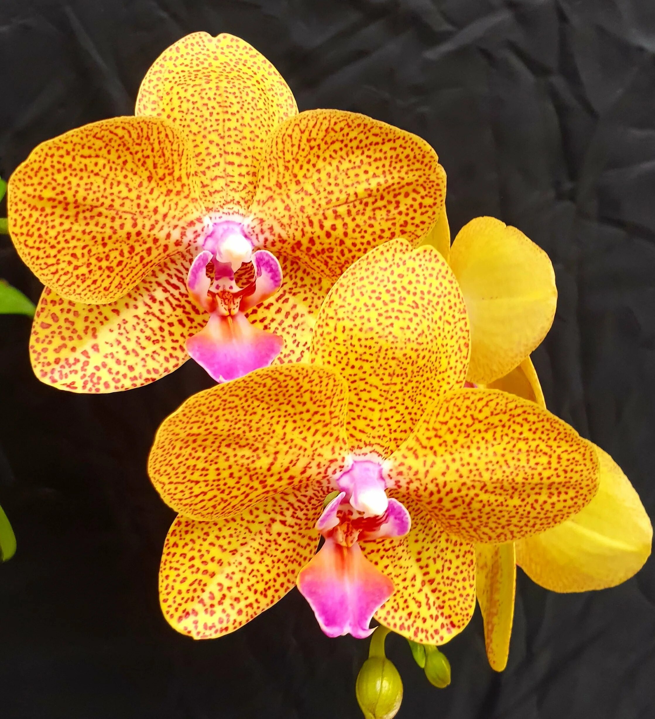 Phal leopard. Bao leopard фаленопсис. фаленопсис голден леопард. фаленопсис еллоу леопард. орхидея фаленопсис golden leopard.