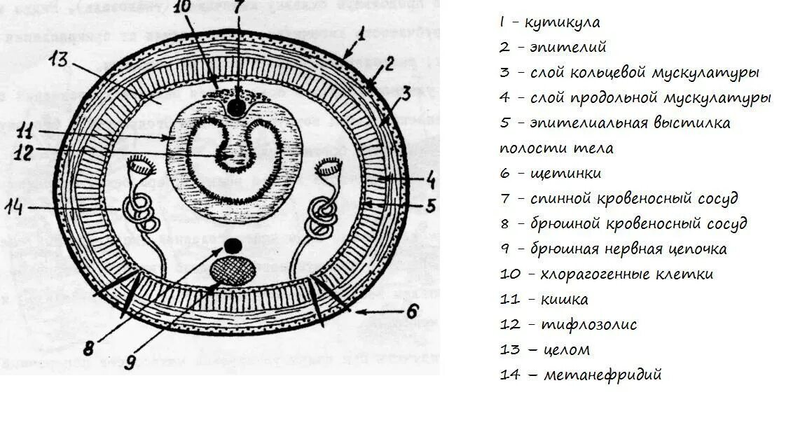 На рисунке изображено внутреннее строение представителя типа. Поперечный срез дождевого червя рисунок. поперечный разрез кольчатого червя. строение дождевого червя поперечный разрез. поперечный срез lumbricus terrestris.