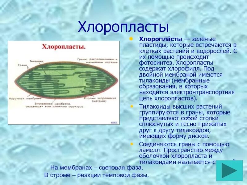 Органоиды содержащие хлорофилл. Хлоропласты содержат хлорофилл. Пластиды хлоропласты. Хлоропласты хлоропласты. Что содержится в хлоропластах.