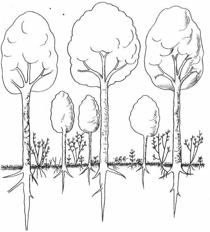 Растительное сообщество рисунок. Широколиственные леса ярусы растений. Широколиственный лес ярусы. Схема ярусов широколиственного леса. Корневая ярусность.