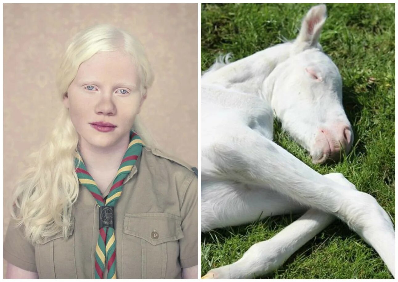 Появление в потомстве альбиноса. Доберман-пинчер альбинос. Чистокровный Доберман альбинос. Альбиносы. Альбиносы люди у животных.