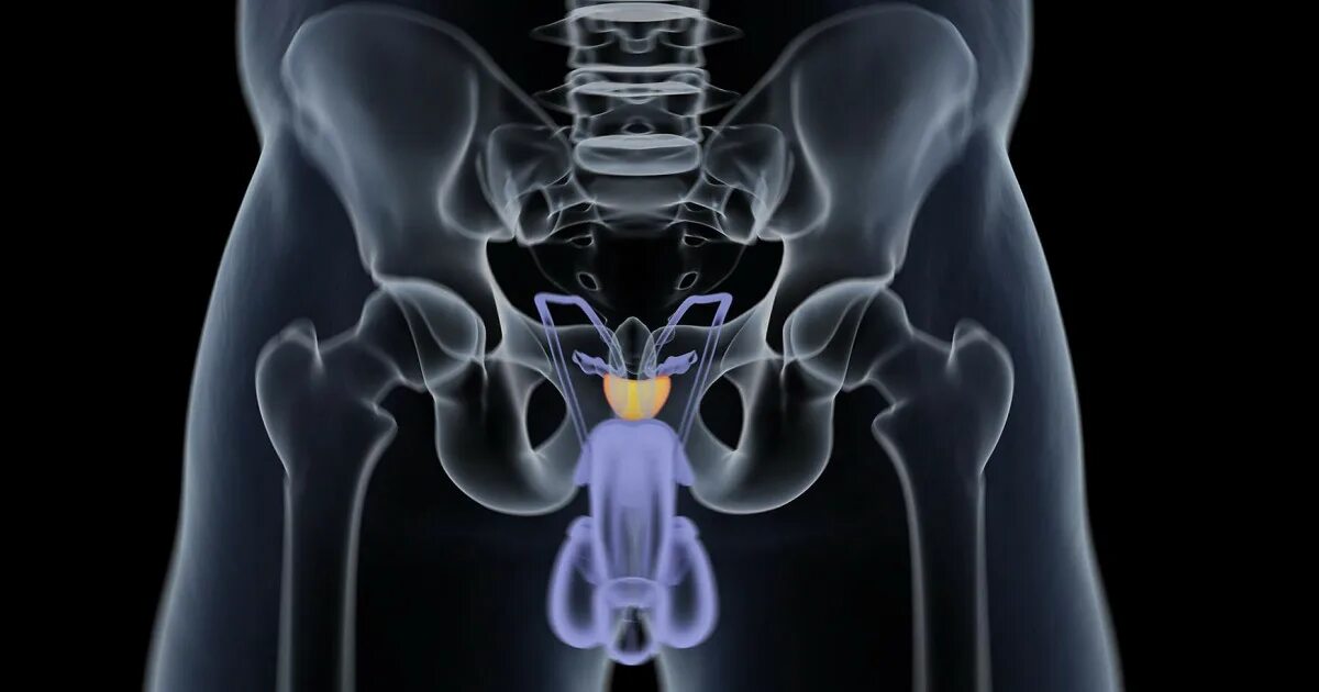 Сильные половые органы. Мужской половой орган. 3д модель предстательной железы. Голотопия предстательной железы.