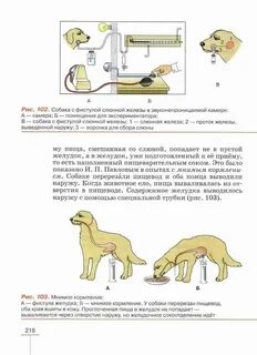 Учебник по биологии 8 класс животные читать