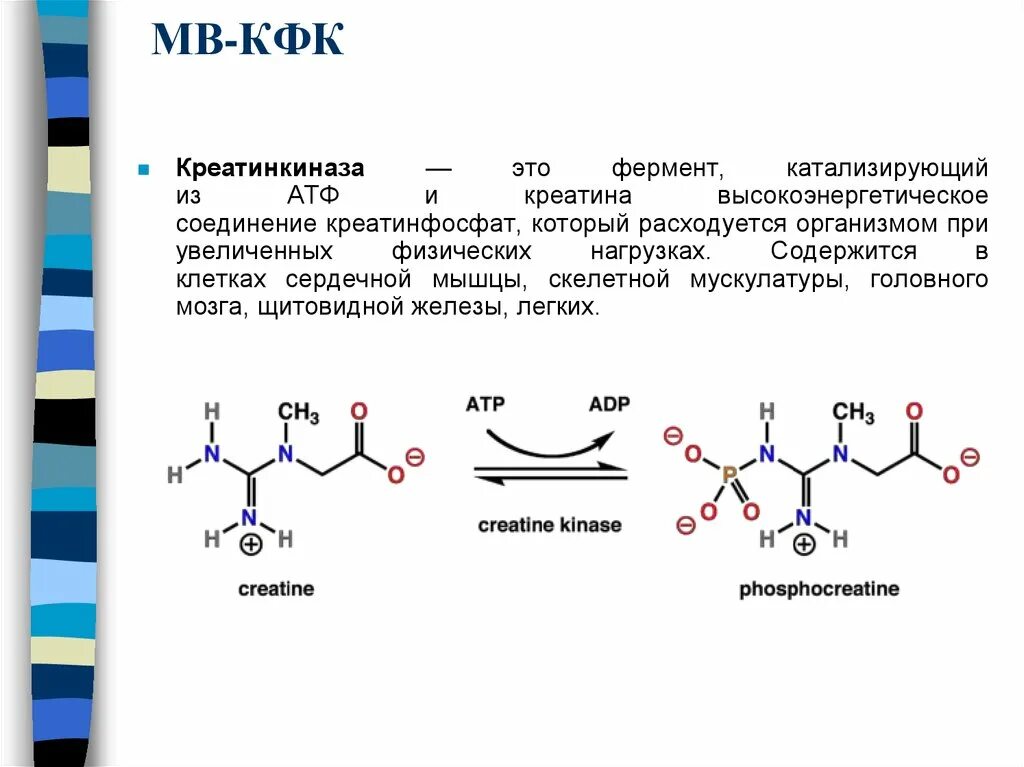 Фермент креатинкиназа. Креатинкиназа характеристика биохимия. Олигомерное строение Креатинкиназа. Креатинкиназа изоферменты биохимия. КФК фермент.