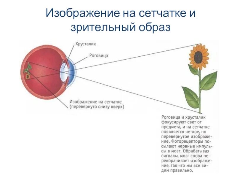 Глаза передают информацию. Изображение на сетчатке. изображение на сетчатке и зрительный образ. перевернутое изображение на сетчатке. восприятие изображения сетчаткой глаза.