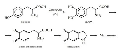 Синтез меланина
