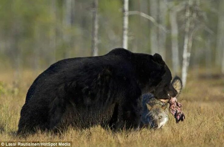 Медвежий волк фото Bear steals deer killed by wolves in Montana Daily Mail Online