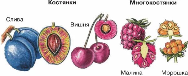 Костянка и многокостянка. Плод костянка строение. Костянка плод рисунок. Плод костянка семейство. Строение плода персика схема.