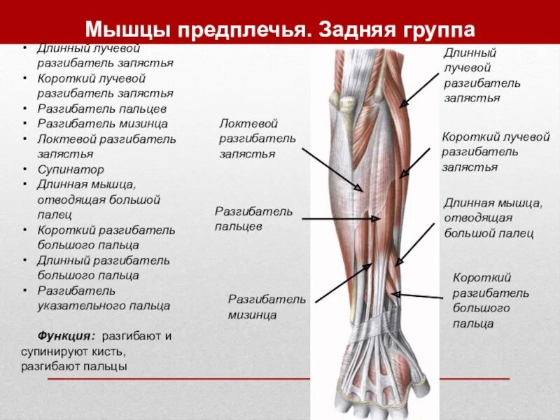 Стороны предплечья. Мышцы предплечья правого вид спереди. Мышцы предплечья вид сбоку. Мышцы предплечья вид спереди и сзади. Мышцы предплечья передняя группа послойно.